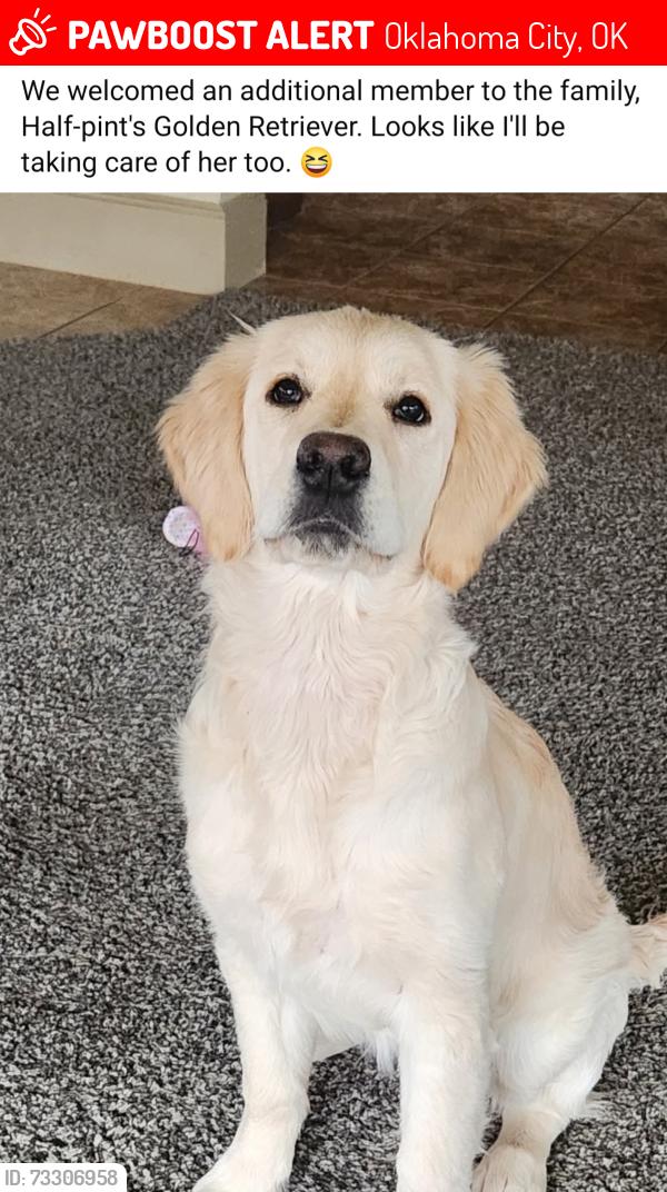 Lost Female Dog last seen NW131st and Nicholas dr. Braden Park Addition, Oklahoma City, OK 73142