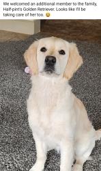Lost Female Dog last seen NW131st and Nicholas dr. Braden Park Addition, Oklahoma City, OK 73142