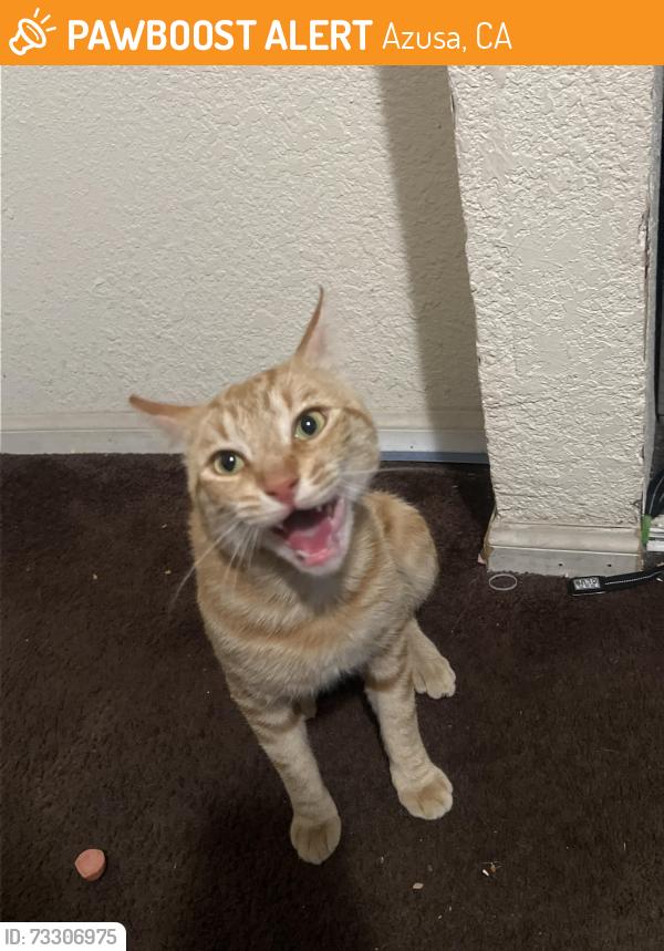 Found/Stray Male Cat last seen Azusa, Azusa, CA 91702