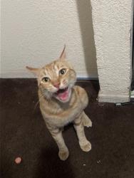 Found/Stray Male Cat last seen Azusa, Azusa, CA 91702