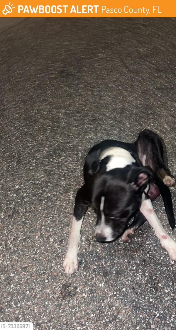 Found/Stray Male Dog last seen Lutterworth court, Pasco County, FL 34638