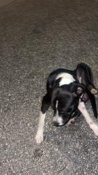 Found/Stray Male Dog last seen Lutterworth court, Pasco County, FL 34638