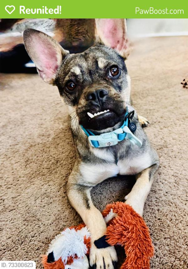 Reunited Male Dog last seen Portobello st, San Diego, CA 92124
