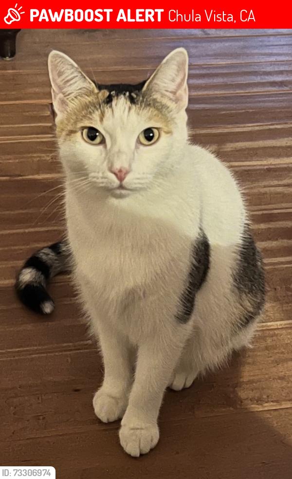 Lost Female Cat last seen Nettle creek way, Chula Vista, CA 91915