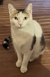 Lost Female Cat last seen Nettle creek way, Chula Vista, CA 91915