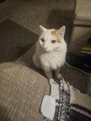 Reunited Male Cat last seen Colorado Blvd/Greenwood, Pasadena, CA 91107