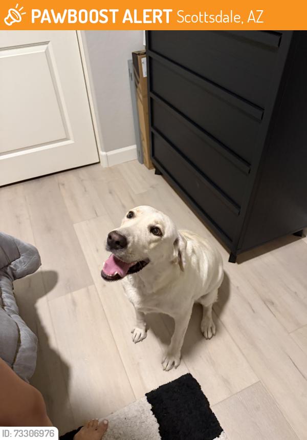 Found/Stray Female Dog last seen 107th and Pinnacle Peak - Sierra Ridge ests, Scottsdale, AZ 85262