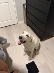 Found/Stray Female Dog last seen 107th and Pinnacle Peak - Sierra Ridge ests, Scottsdale, AZ 85262