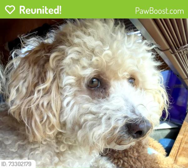 Reunited Female Dog last seen Clearwater Trail and Spurwood, Carrollton, TX 75010