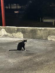 Found/Stray Unknown Cat last seen He is always there at the chachos but nobody has been feeding him any more he/she has gotten very skinny and i cant take any more cats in i have so many :(, San Antonio, TX 78229