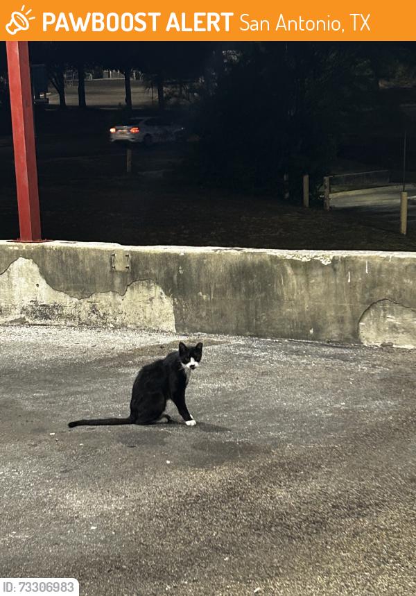 Found/Stray Unknown Cat last seen He is always there at the chachos but nobody has been feeding him any more he/she has gotten very skinny and i cant take any more cats in i have so many :(, San Antonio, TX 78229