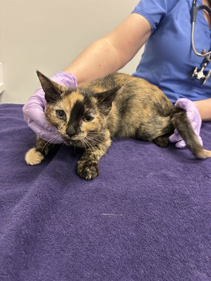 Shelter Stray Female Cat last seen Near Olive Street, 64130, MO, 7077 Elmwood Ave, Kansas City, MO 64132, USA