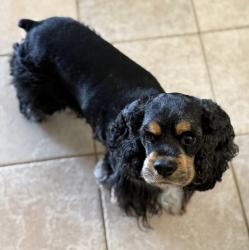 Reunited Male Dog last seen Near HALF MOON CIR apt D3, Hypoluxo, FL 33462