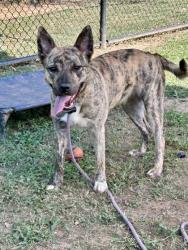 Shelter Stray Female Dog last seen Near Chupp Road, 30038, GA, 3280 Chamblee Dunwoody Rd, Chamblee, GA 30341, USA