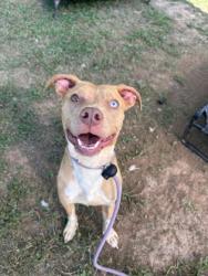 Shelter Stray Male Dog last seen Near Greenway Drive, 30035, GA, 3280 Chamblee Dunwoody Rd, Chamblee, GA 30341, USA