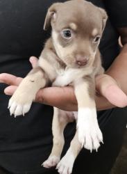 Shelter Stray Female Dog last seen Near 79TH AV, Oakland, CA, 1101 29th Ave, Oakland, CA 94601, USA