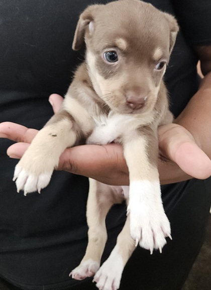 Shelter Stray Female Dog last seen Near 79TH AV, Oakland, CA, 1101 29th Ave, Oakland, CA 94601, USA