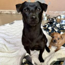 Shelter Stray Female Dog last seen Near 79TH AV, Oakland, CA, 1101 29th Ave, Oakland, CA 94601, USA