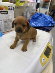 Shelter Stray Female Dog last seen Near 79TH AV, Oakland, CA, 1101 29th Ave, Oakland, CA 94601, USA