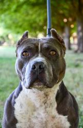 Shelter Stray Male Dog last seen Near N 3rd St, City of Yakima,, 2405 W Birchfield Rd, Yakima, WA 98901, USA