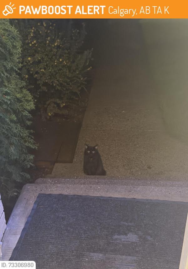 Found/Stray Unknown Cat last seen Penbrook, Calgary, AB T2A 2K7