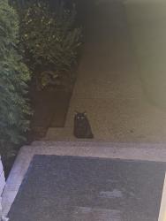 Found/Stray Unknown Cat last seen Penbrook, Calgary, AB T2A 2K7