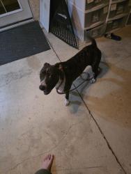 Found/Stray Female Dog last seen Near, Las Vegas Valley, NV 89121