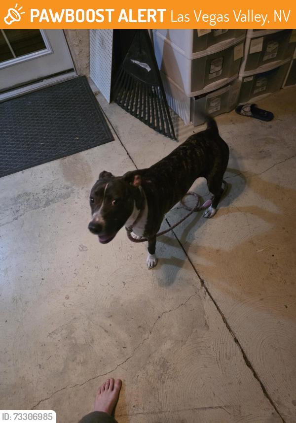 Found/Stray Female Dog last seen Near, Las Vegas Valley, NV 89121