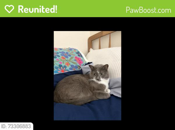 Reunited Female Cat last seen Between Valencia and Guerrero and 16th/15th, San Francisco, CA 94103