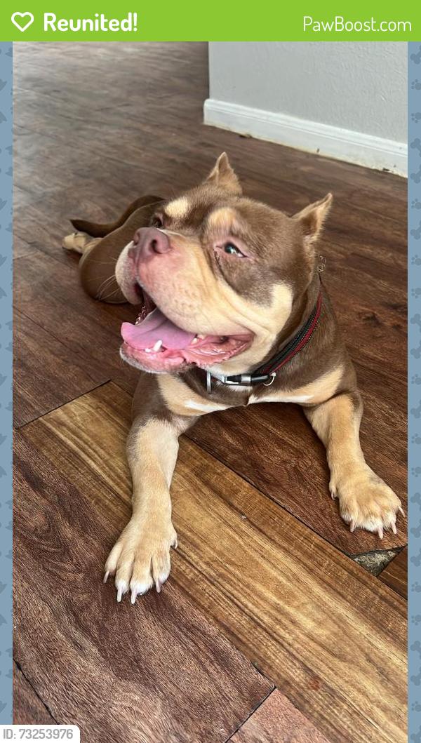 Reunited Female Dog last seen Kirkwood / Alief Community Park, Houston, TX 77072