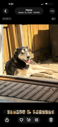 Lost Male Dog last seen Driving park, Columbus, OH 43206