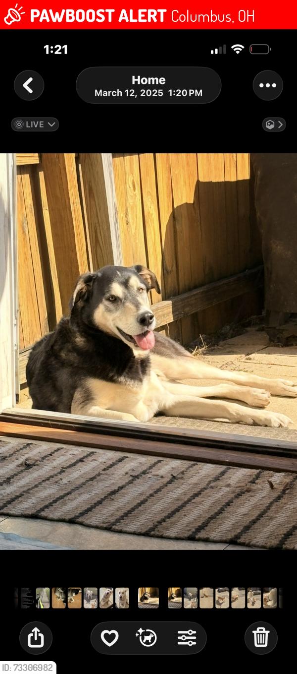Lost Male Dog last seen Driving park, Columbus, OH 43206