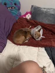 Reunited Female Dog last seen Kenyon and ranchero, Hesperia, CA 92345