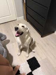 Found/Stray Female Dog last seen 107th and pinnacle peak Peoria Az, Maricopa County, AZ 85383