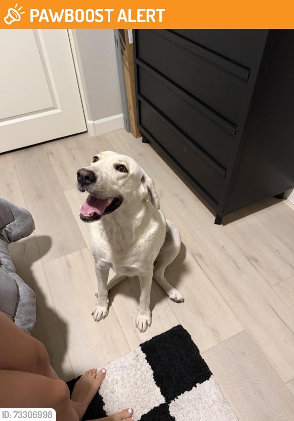 Found/Stray Female Dog last seen 107th and pinnacle peak Peoria Az, Maricopa County, AZ 85383