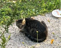 Found/Stray Unknown Cat last seen Thornden Park, Syracuse, NY 13210