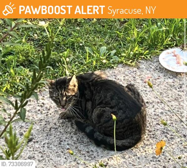 Found/Stray Unknown Cat last seen Thornden Park, Syracuse, NY 13210