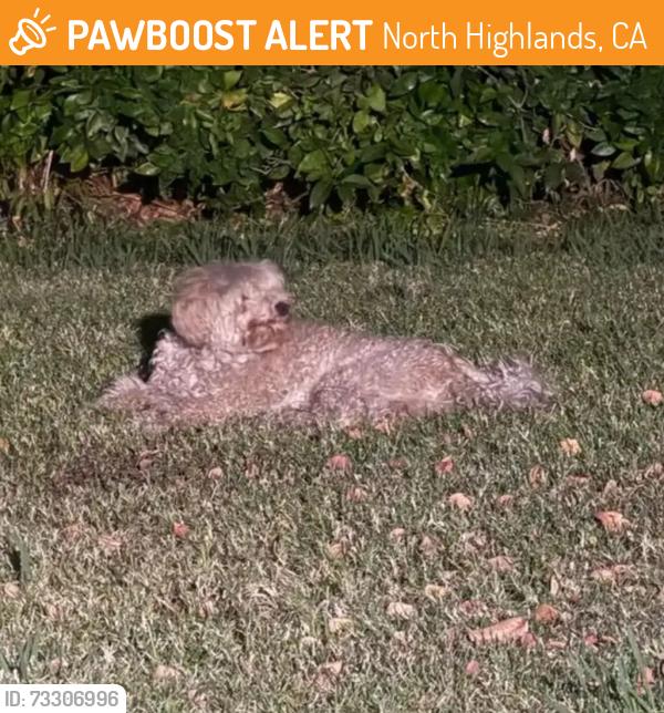 Found/Stray Unknown Dog last seen Glasgow drive, North Highlands, CA 95660