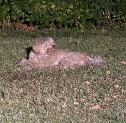 Found/Stray Unknown Dog last seen Glasgow drive, North Highlands, CA 95660