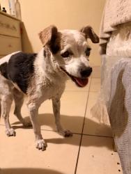 Reunited Female Dog last seen jones & 95, Las Vegas, NV 89107