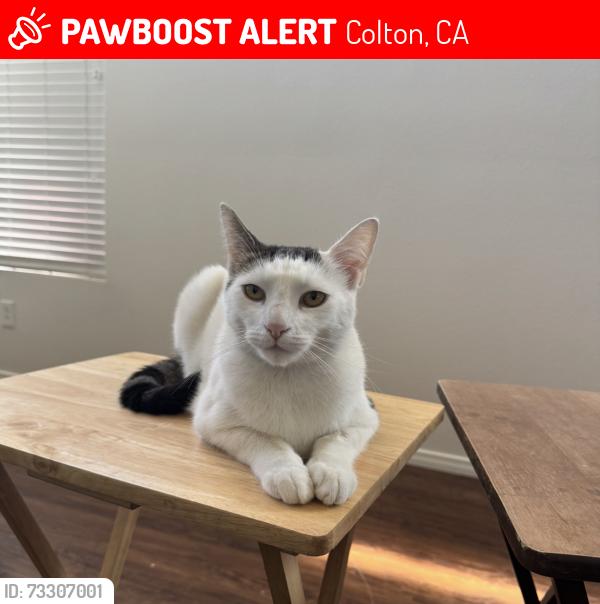 Lost Male Cat last seen Meridian St. Hermosa Gardens Cemetery, Colton, CA 92324