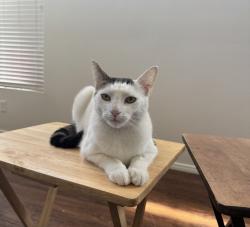 Lost Male Cat last seen Meridian St. Hermosa Gardens Cemetery, Colton, CA 92324