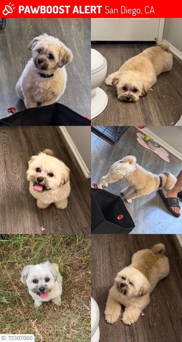 Lost Female Dog last seen Cielo dr, San Diego, CA 92114