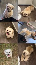 Lost Female Dog last seen Cielo dr, San Diego, CA 92114