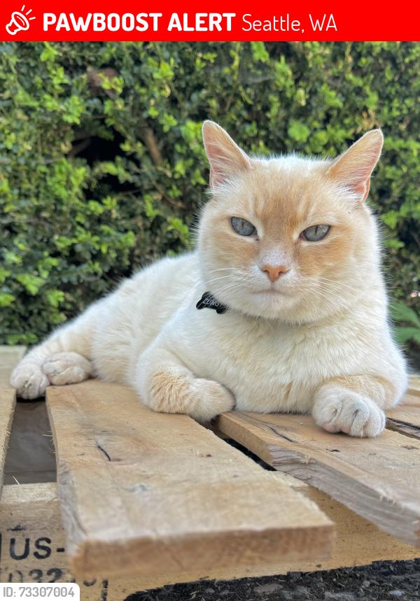 Lost Male Cat last seen S Bennett St & Renton Ave S, Seattle, WA 98118
