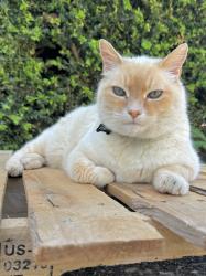 Lost Male Cat last seen S Bennett St & Renton Ave S, Seattle, WA 98118