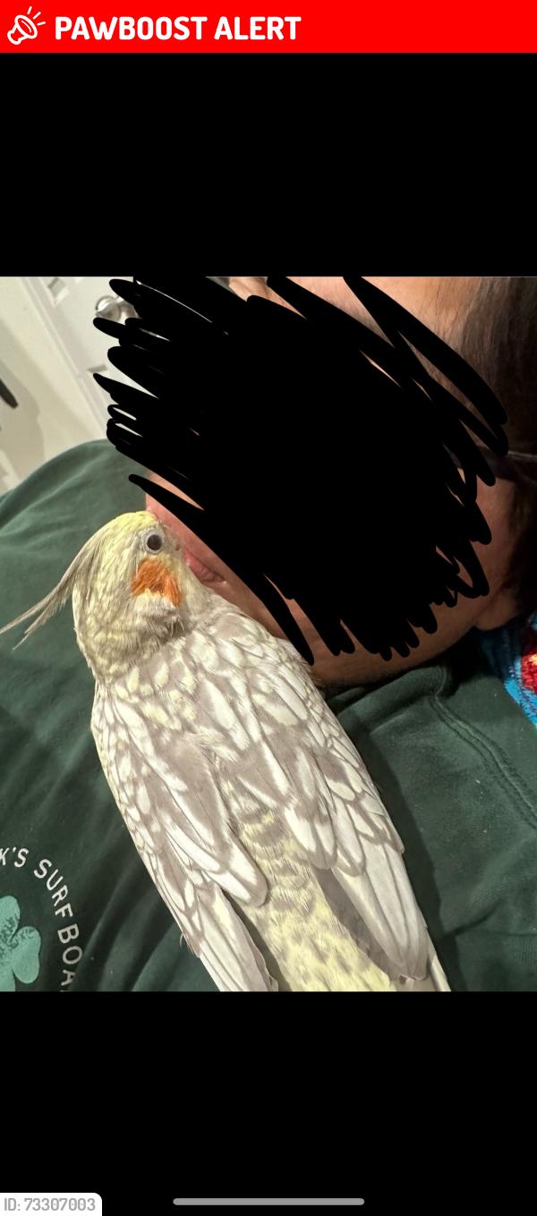 Lost Unknown Bird last seen Baylor Cir near Westminster Mall, Huntington Beach, CA 92647