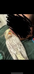 Lost Unknown Bird last seen Baylor Cir near Westminster Mall, Huntington Beach, CA 92647