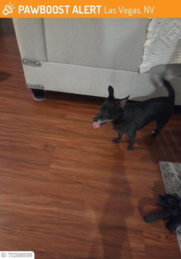 Found/Stray Unknown Dog last seen Darrell & campbell, Las Vegas, NV 89131