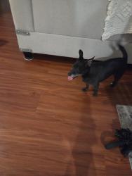 Found/Stray Unknown Dog last seen Darrell & campbell, Las Vegas, NV 89131